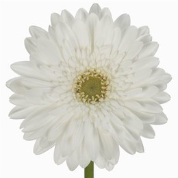 Gerbera Swanlake (Гербера Суонлейк)
