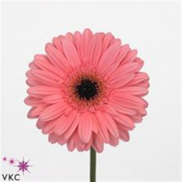 Gerbera Pre-intenzz (Гербера Пре-Интенз)