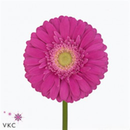 Gerbera Ter Wink (Гербера Тер Винк)