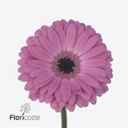 Gerbera Lady Rich (Гербера Леди Рич)