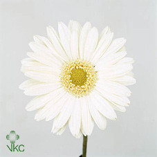 Gerbera Mont Blanc (Гербера Мон бланк)