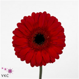 Gerbera Kaiser (Гербera Кайсер)