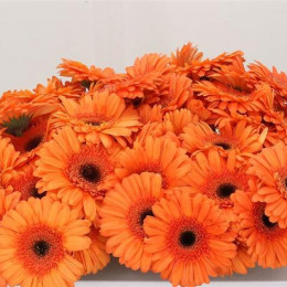 Gerbera Optima (Гербера Оптима)