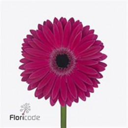 Gerbera Monetta (Гербера Монетта)
