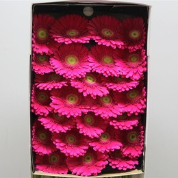 Gerbera Ter Limousine (Гербера Тер Лимузин)