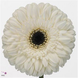 Gerbera Kilimanjaro (Гербера Килиманджаро)