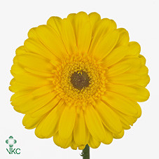 Gerbera Ophir (Гербера Офир)
