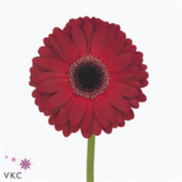 Gerbera Pursang (Гербера Персанг)