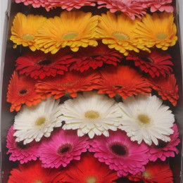 Gerbera Mixed (Гербера Миксд)