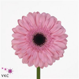 Gerbera Pre-semmy (Гербера Пре-семми)