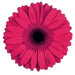 Gerbera Intense (Гербера Интенс)