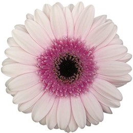 Gerbera Ter Tambourin (Гербера Тер Тамбурин)