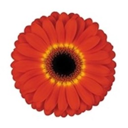Gerbera Imax (Гербера Аймакс)