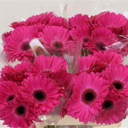Gerbera Rich (Гербера Рич)