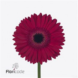Gerbera Nellie (Гербера Нелли)