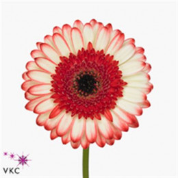 Gerbera Marmolade (Гербера Мармолад)