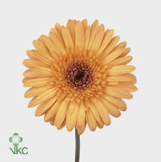 Gerbera Laureen (Гербера Лорин)