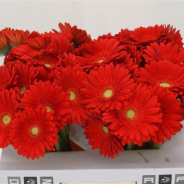 Gerbera Red Explosion (Гербера Ред Эксплоушн)