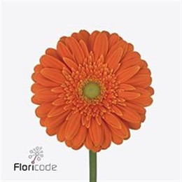 Gerbera Malando (Гербера Маландо)