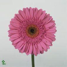 Gerbera Oilila (Гербера Оилила)