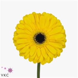 Gerbera Tess (Гербера Тесс)