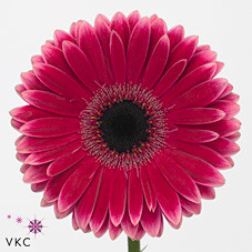 Gerbera Nuance (Гербера Нюанс)