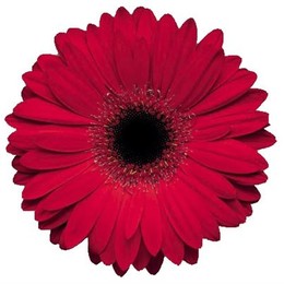 Gerbera Ruby Red (Гербера Руби Ред)