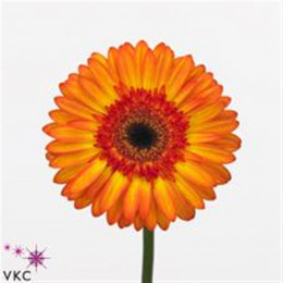 Gerbera Sunspot (Гербера Санспот)