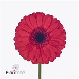Gerbera Melony (Гербера Мелони)