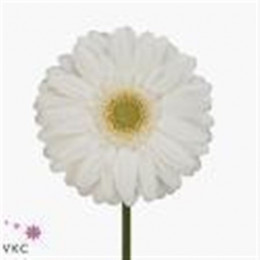 Gerbera Venganz (Гербера Венганз)