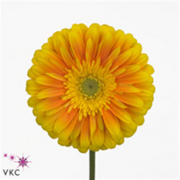 Gerbera Souvenir (Гербера Сувенир)