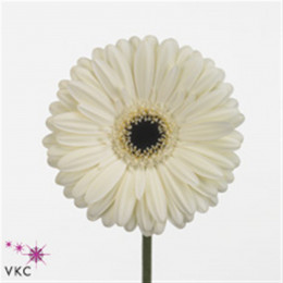 Gerbera Iceberg (Гербера Айсберг)