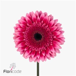Gerbera Mariatta (Гербера Мариатта)