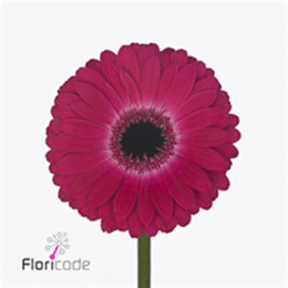 Gerbera Nouveau Riche (Гербера Нувиау Рише)