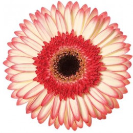 Gerbera Sorbet (Гербера Сорбет)