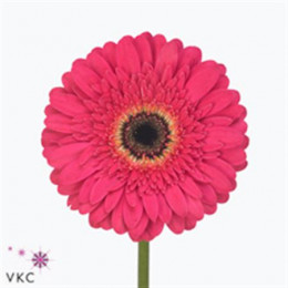 Gerbera Presto (Гербера Престо)
