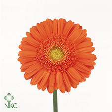 Gerbera Mexx (Гербера Мекс)