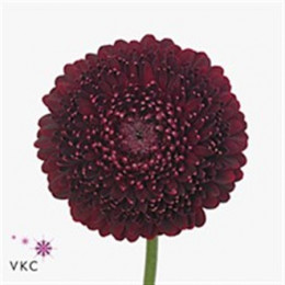 Germini Black Pearl (Гермини Блэк Перл)