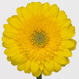 Germini Aqua Sundee (Гермини Аква Санди) В50
