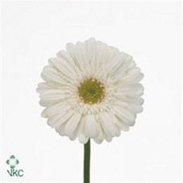 Germini Aqua White Star (Гермини Аква Вайт Стар)