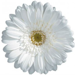 Gerbera White Grizzly (Гербера Вайт Гризли)