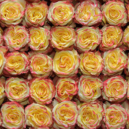 Rosa Gr High & Yellow Flame ( Хиг & Еллоу Флайме ) В60 Rosa Prima