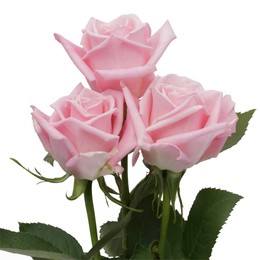 Rosa Gr Hot Escimo ( Хот Ескимо ) В60 Rosa Prima