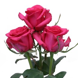 Rosa Gr Hot Paris ( Хот Парис ) В60 Rosa Prima
