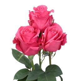Rosa Gr Hotshot ( Хот шот ) В60 Rosa Prima