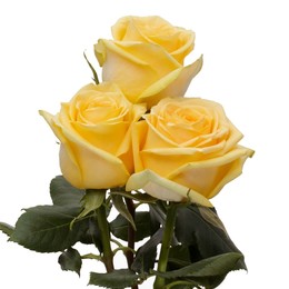 Rosa Gr Hummer ( Хаммер ) В60 Rosa Prima