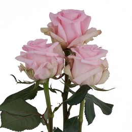 Rosa Gr Jessika ( Джессика ) В60 Rosa Prima