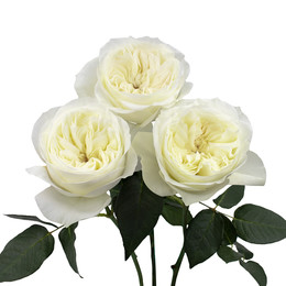 Rosa Gr Leonora ( Леонора ) В60 Rosa Prima