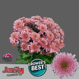 Chrys tr Sorbet Berry (Хриз кусть Сорбет Берри) В70