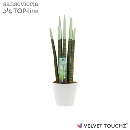 Сансевиерия Бархатное Прикосновениеz Пастельно-Зеленый В Керамике ( Sansevieria Velvet Touchz Pastel